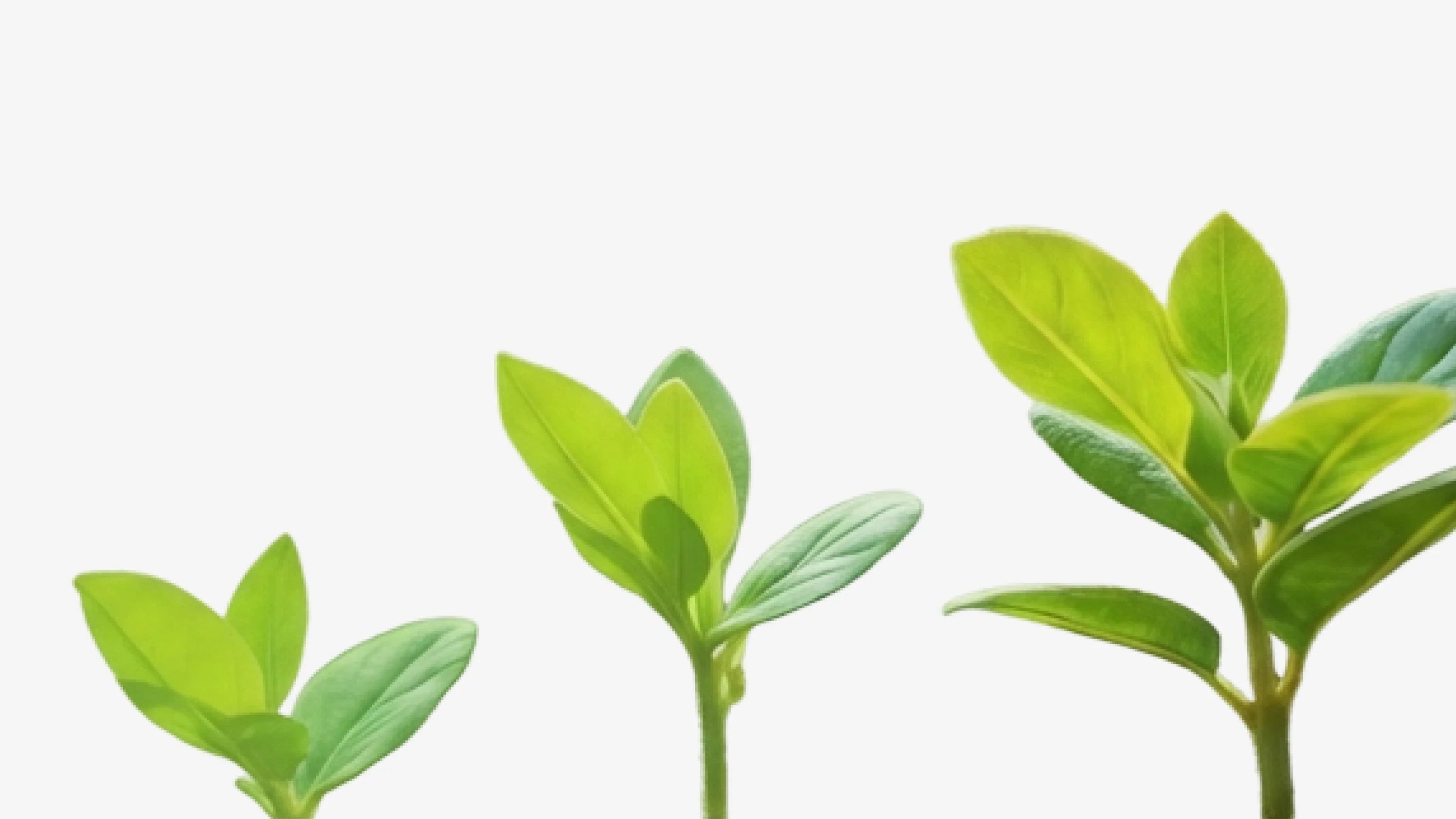 Pflanzenkohle für den Garten kaufen