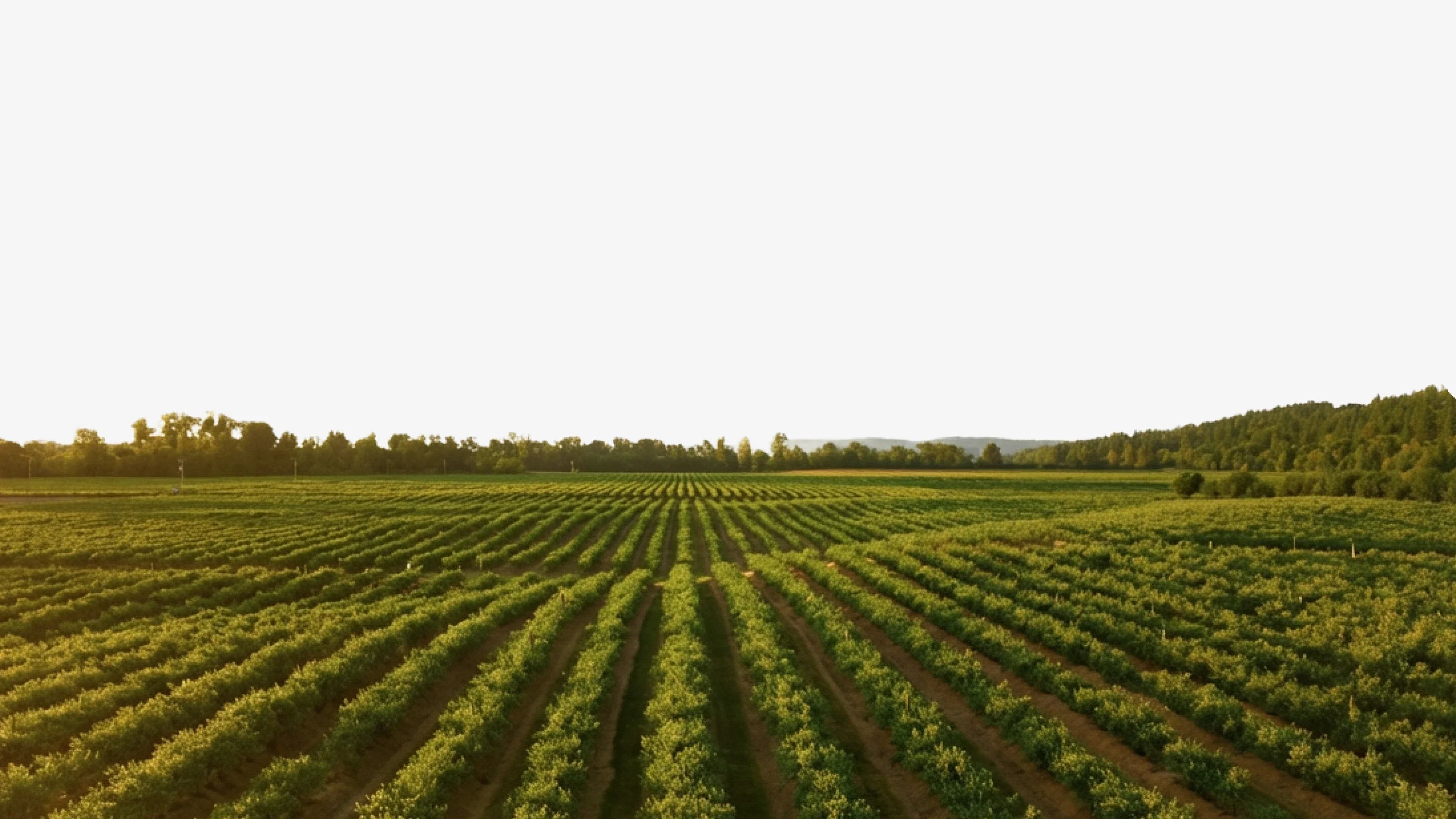 Pflanzenkohle für die Landwirtschaft kaufen