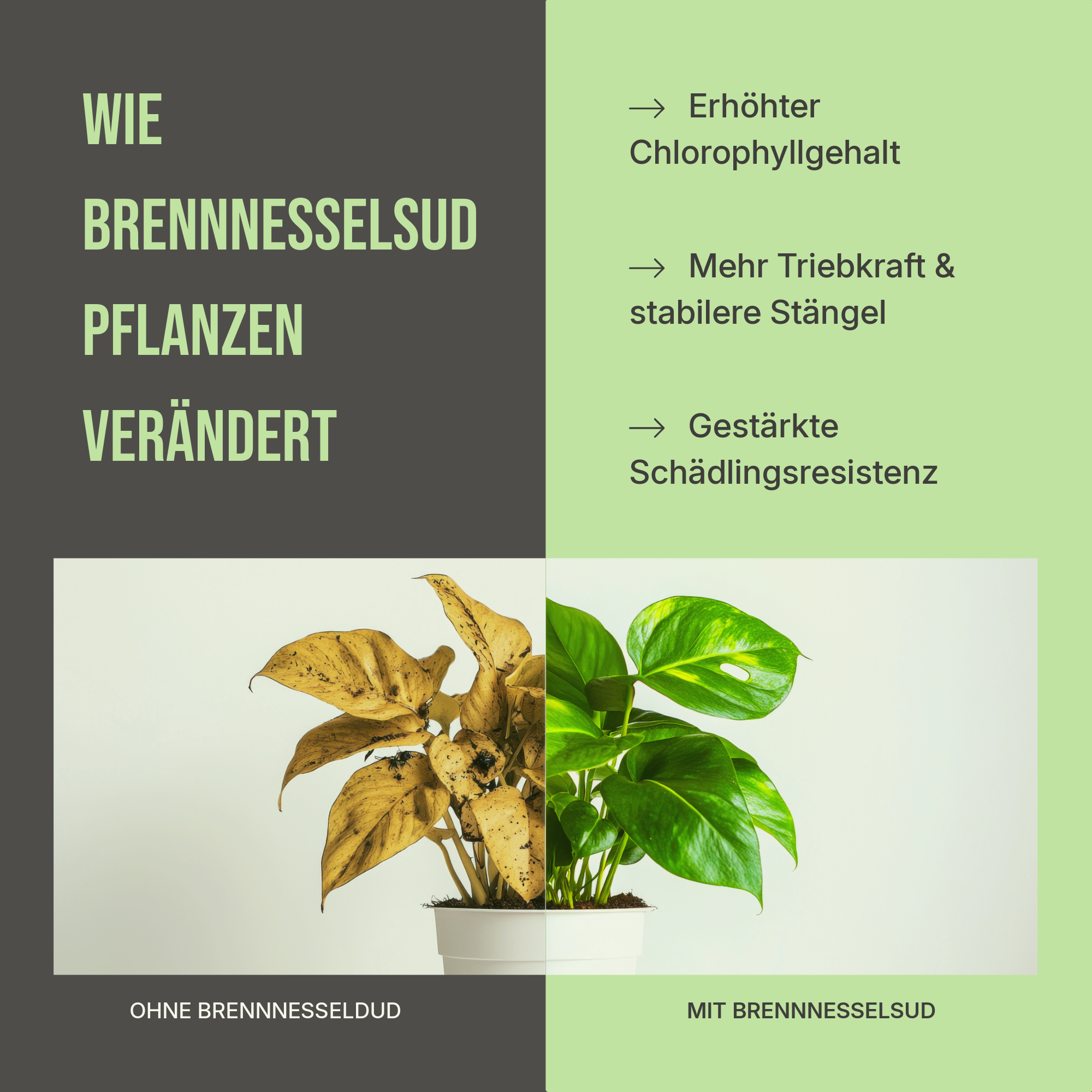 C44 Brennnesselsud Urticol | Natürlicher Bio-Dünger & Pflanzenstärkung
