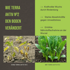 Vorher-Nachher Vergleich: Sichtbar kräftigere Stiele und tiefgrünes Blattwerk durch Terra Aktiv No. 2.