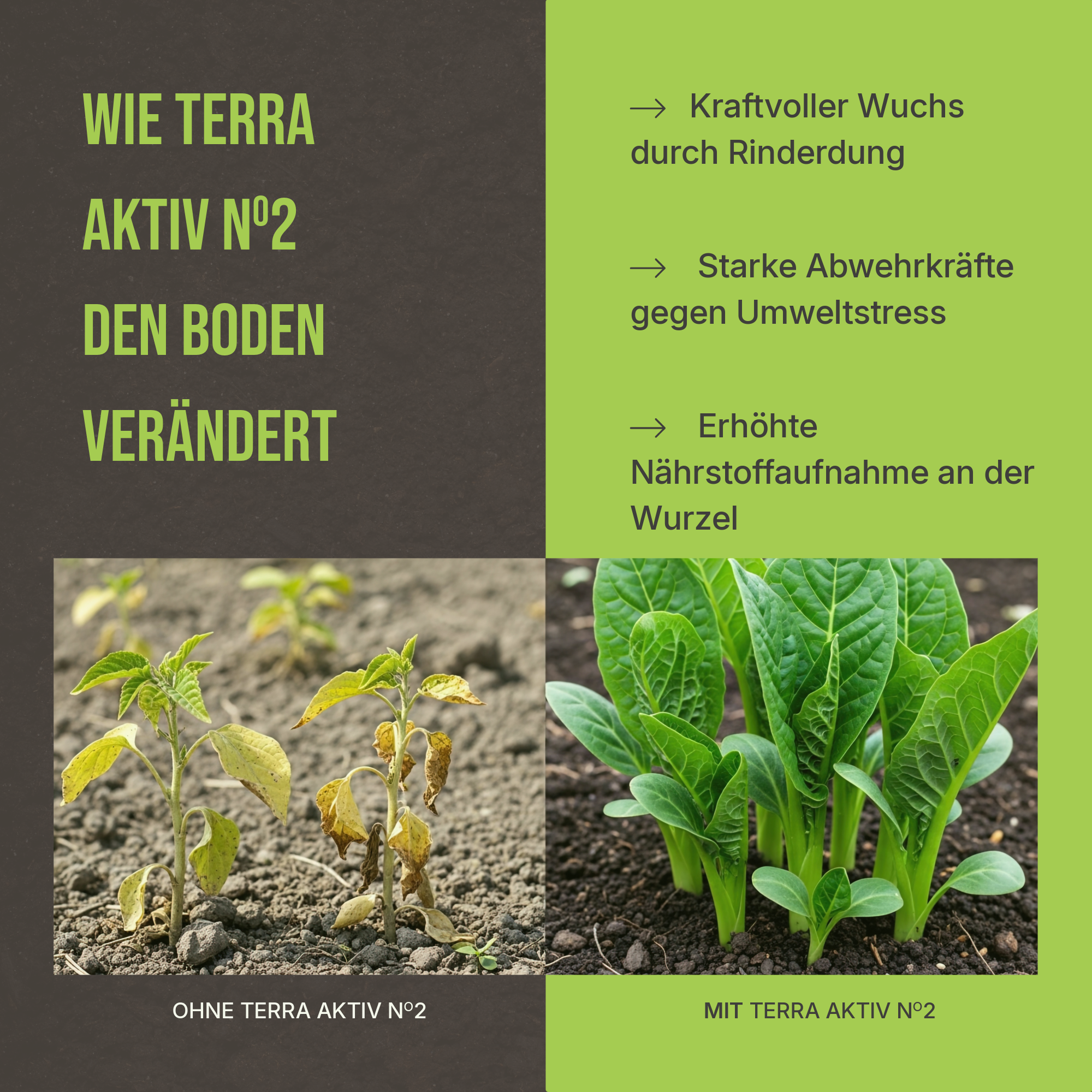 Vorher-Nachher Vergleich: Sichtbar kräftigere Stiele und tiefgrünes Blattwerk durch Terra Aktiv No. 2.