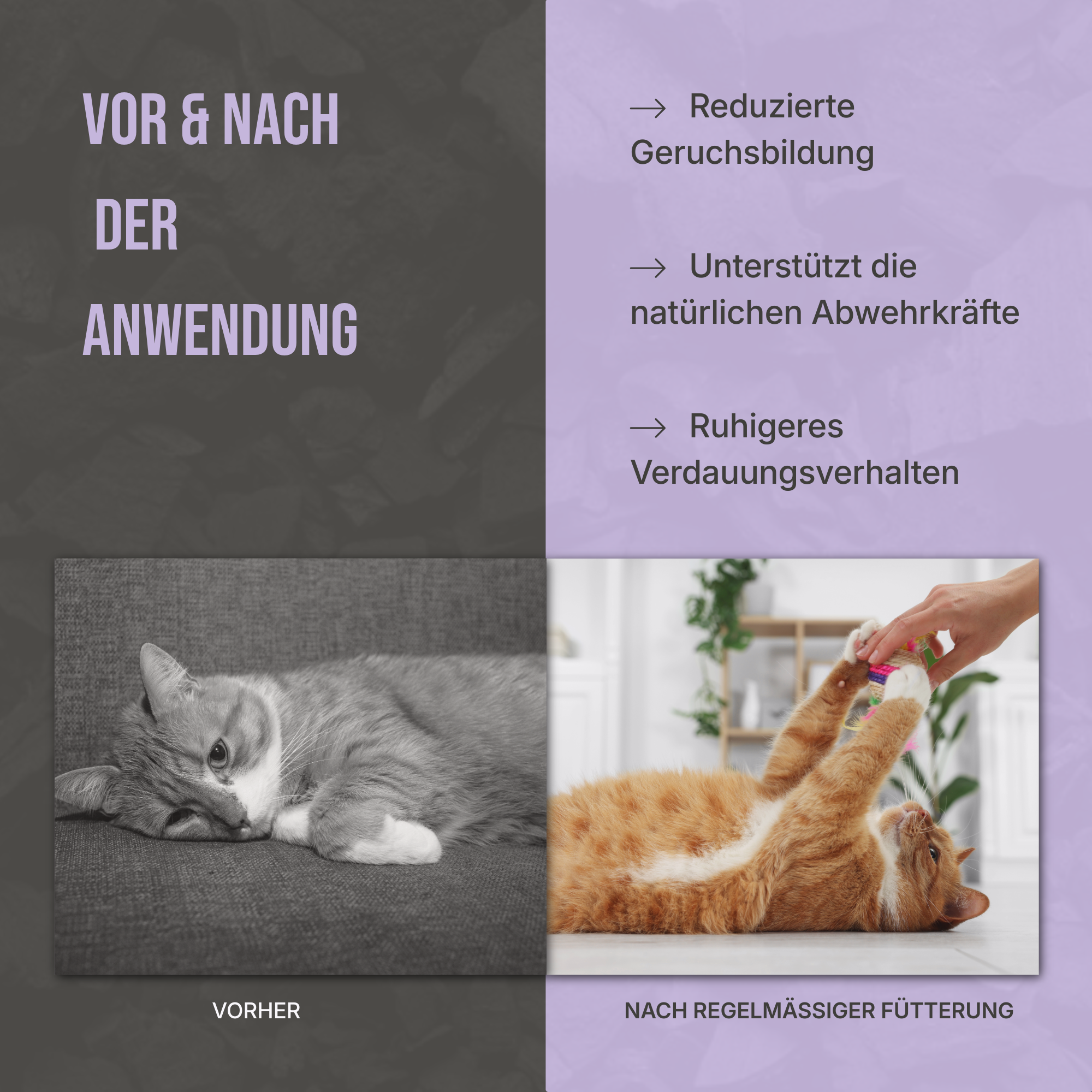 Vorher-Nachher Vergleich: Gesteigertes Wohlbefinden und bessere Verdauung durch regelmäßige Gabe von Futterkohle.
