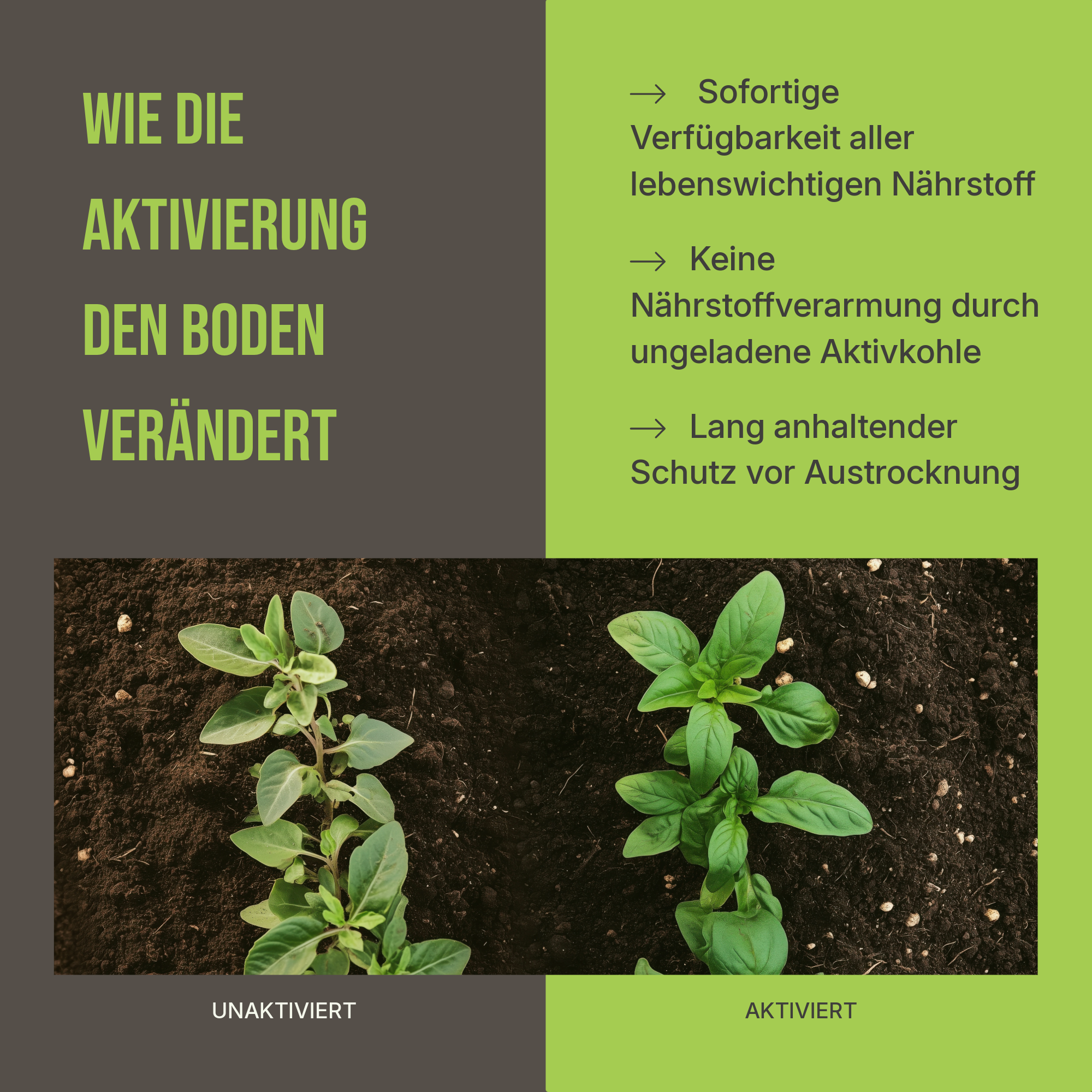 Vorher-Nachher Vergleich: Sichtbar besseres Pflanzenwachstum, gesündere Wurzeln und vitales Blattwerk durch aktivierten Biochar.