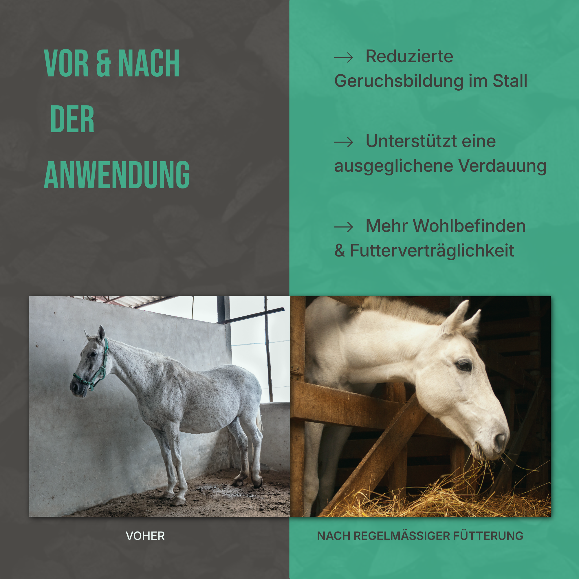 Vorher-Nachher Vergleich: Sichtbare Steigerung des Wohlbefindens und gesunde Verdauung durch Futterkohle.