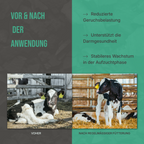 Vorher-Nachher Vergleich: Unterstützung der Verdauung und Steigerung der Vitalität durch Futterkohle.