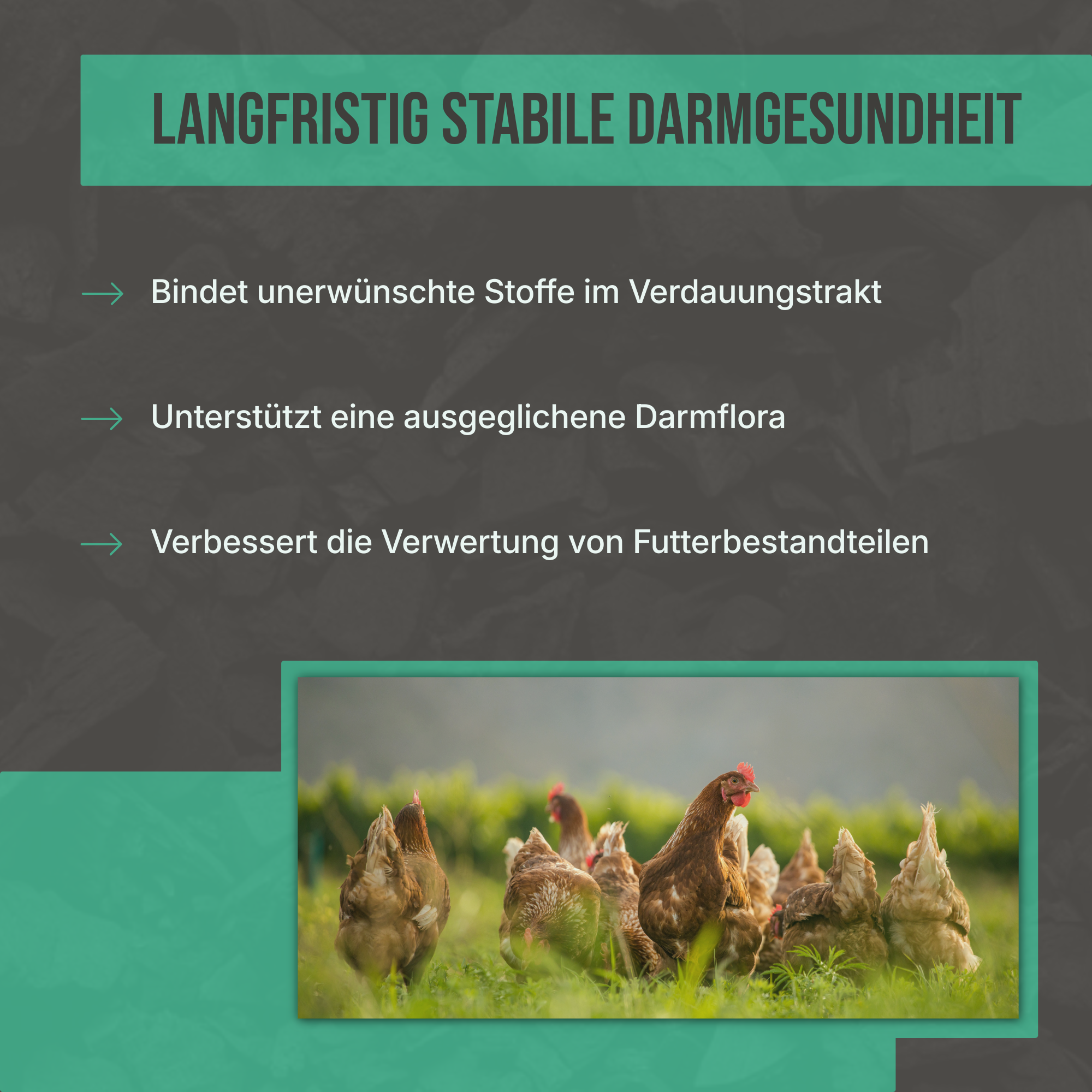 Wirkungsweise: Wie C44 Futterkohle die Darmgesundheit stabilisiert und das Immunsystem von Tieren stärkt.